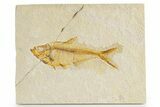 Bargain, Fossil Fish (Diplomystus) - Wyoming #320145-1